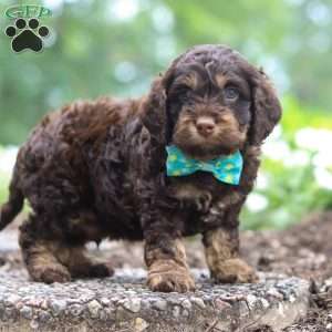 Milo, Cockapoo Puppy